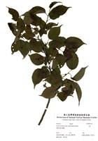 藏品(櫻)的圖片